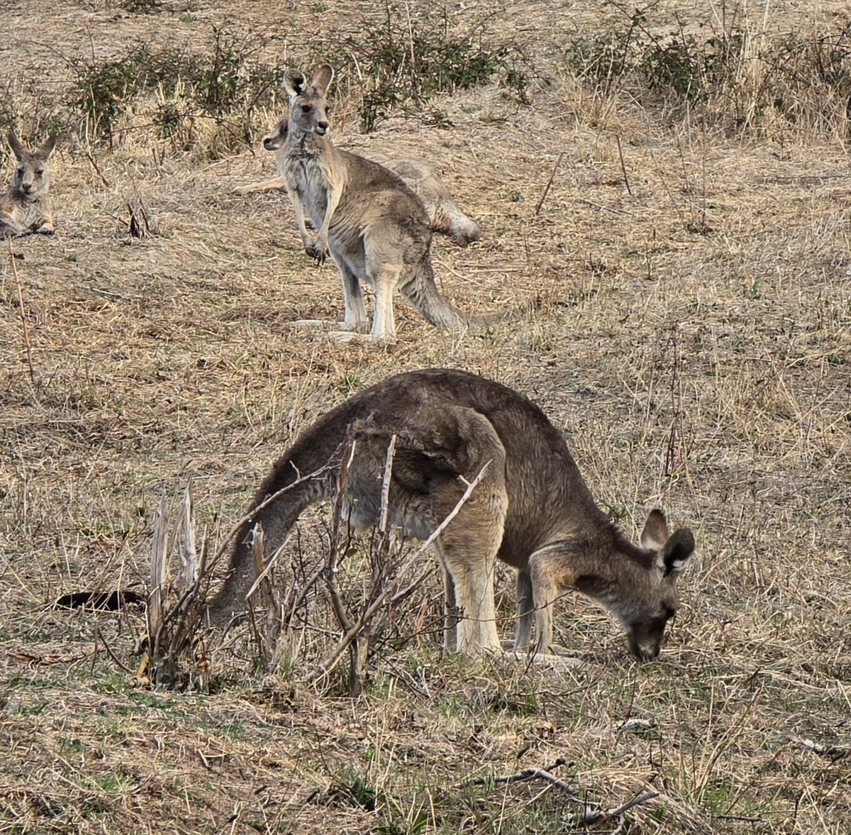 To a traveller's eyes, kangaroos are almost 'exotic'. 
But Australians seem to regard them in the same way as Europeans view rabbits.