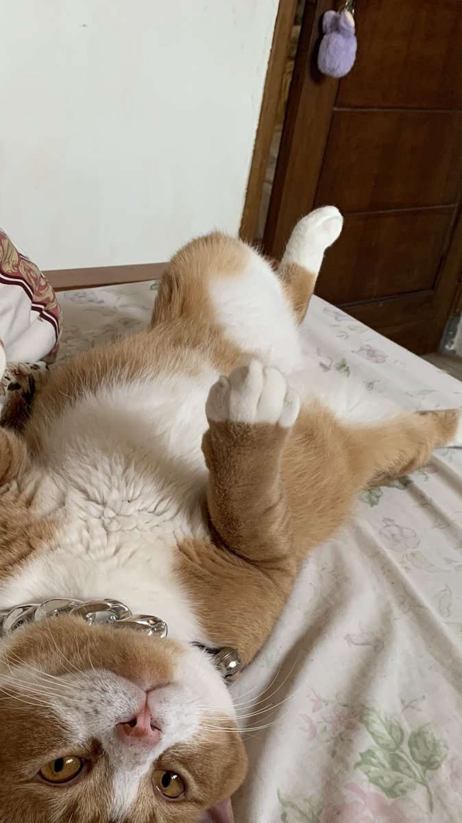 Selamat pagi oll embrot masi rebahan ku kasi detailny