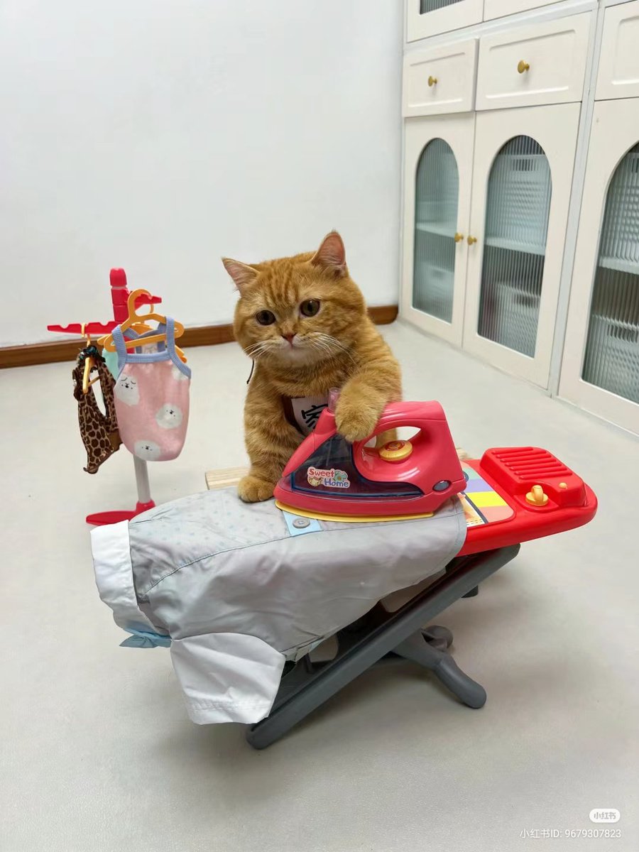 nocontextscats's tweet photo. I DO EVERYTHING IN THIS HOUSE!!!! https://t.co/yrwXBOxptI