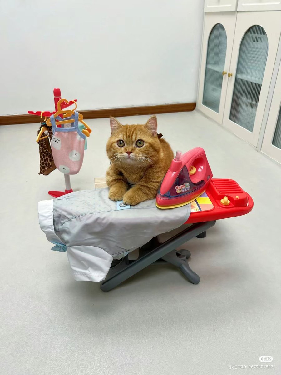 nocontextscats's tweet photo. I DO EVERYTHING IN THIS HOUSE!!!! https://t.co/yrwXBOxptI