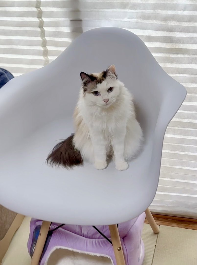 ビジュい うちの猫すーちゃん #猫 #子猫 #猫のいる暮らし #保護猫