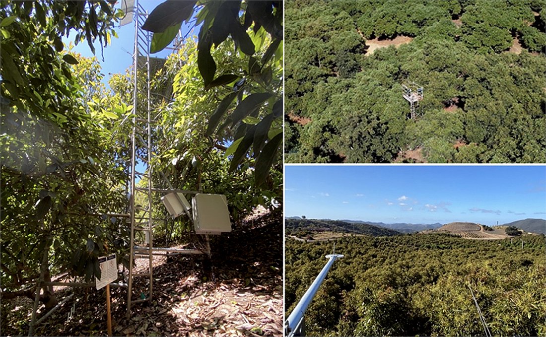 New research from UCCE’s Dr. Ali Montazar sheds light on how avocado water use varies by region, canopy, and climate—offering better data for smarter irrigation.

Read the study: bit.ly/4dpzqun
 #IrrigationResearch #CaliforniaAvocados #UCCE #AgWaterScience