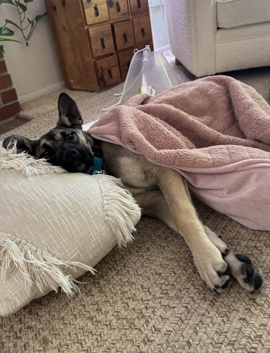 With your support, we were able to sponsor the surgery Chonky Monk needed to fix his very broken leg. He’s now recovering in a cozy foster home with every toy he could ever want! Slowly, Chonk is learning how to be an indoor puppy... with help from a trio of curious foster