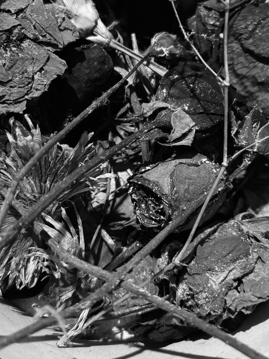 Kuruyan çiçeklerim şimdi çürümüş.
Hiçbir şey, olduğu yerde sonsuza dek kalamıyor. İnsanoğlu, çürümeyi bekliyor atmak için: eşyaları, anıları, insanları... Çünkü çürümeden atmak, vazgeçmek değil de sanki inkâr etmek gibi geliyor. Belki de bazı vedalar, sessiz çürümelerden doğuyor