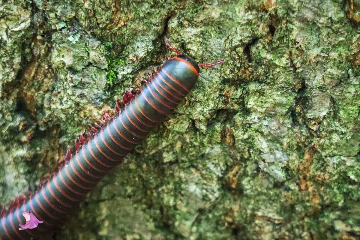 Sir_Porp's tweet photo. Bugs!

#naturephotography #nature #photography #Influencer #camera #review #reviewer #rwap https://t.co/bxyRCXF4Ik