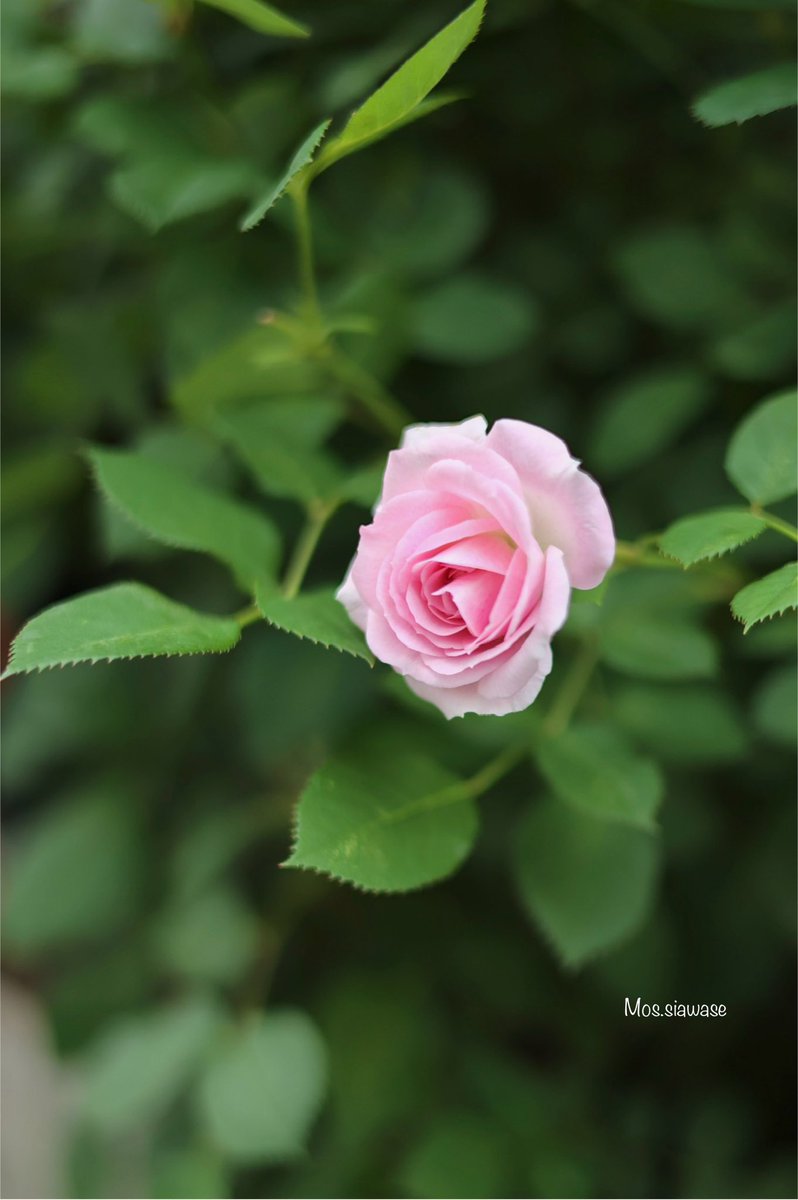 ﾋﾟﾝｸﾛｰｽﾞ - Search / X