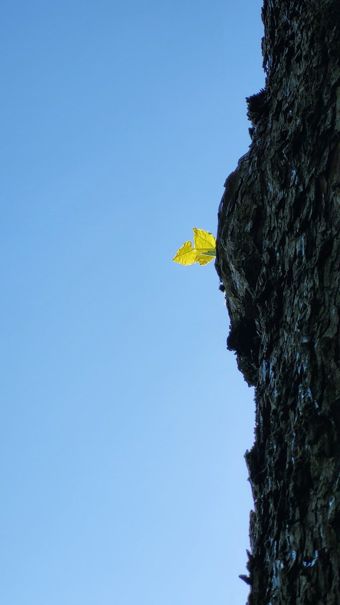 Cose belle, piccolissime 
"Poi seguire le lucciole
Come fossero stelle"
(G. Canali, messaggi a nessuno)