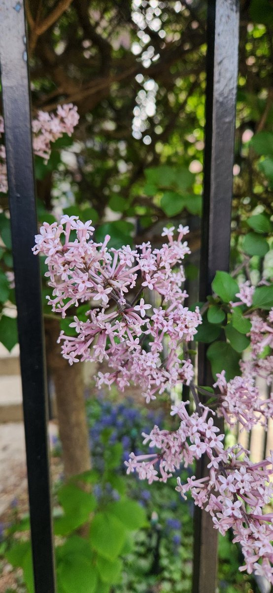 KenniTerrell's tweet photo. Blooming 🌸 https://t.co/hpMSdvJqCk