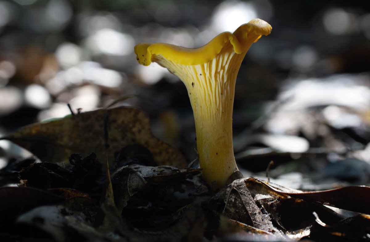 Oli Bedsole tweet media