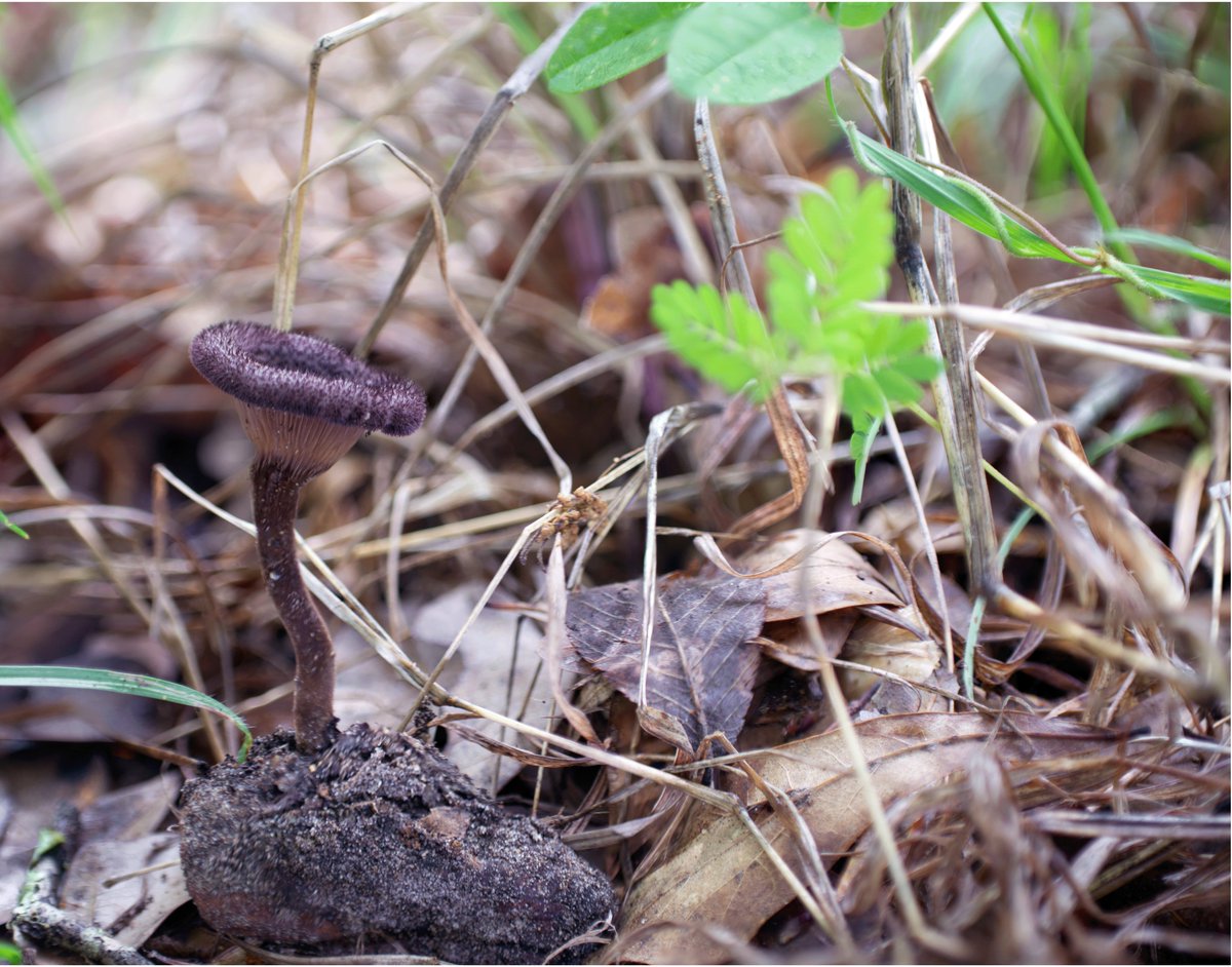 NoMorelSupport's tweet image. Spotted this gorgeous Panus neostrigosus on our recent departmental mushroom hunt. Its lilac hues always stand out. 🍄
#Mycology #MushroomHunting