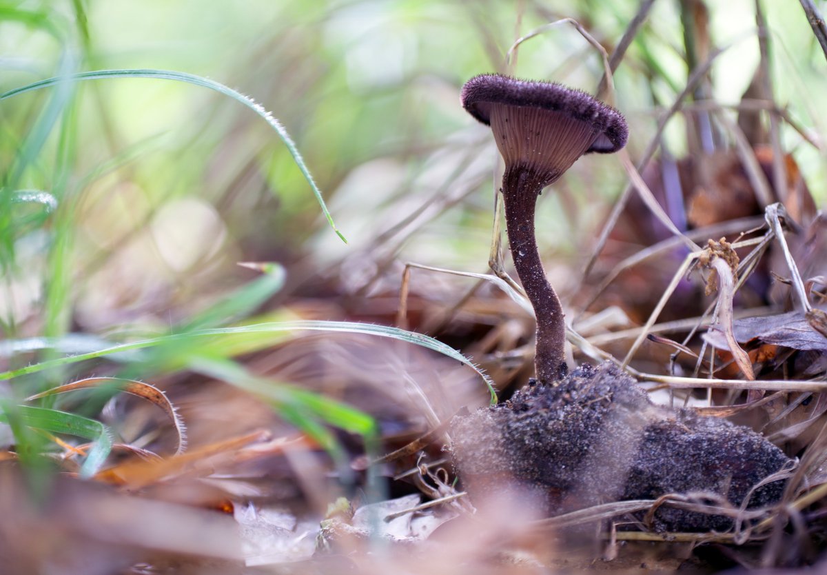 NoMorelSupport's tweet image. Spotted this gorgeous Panus neostrigosus on our recent departmental mushroom hunt. Its lilac hues always stand out. 🍄
#Mycology #MushroomHunting