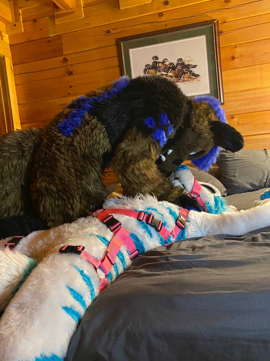 tigerwolfmead's tweet photo. *whines* yes please 🥰🥰

w/ @RommelAfterDark https://t.co/UwfXwfz3oY