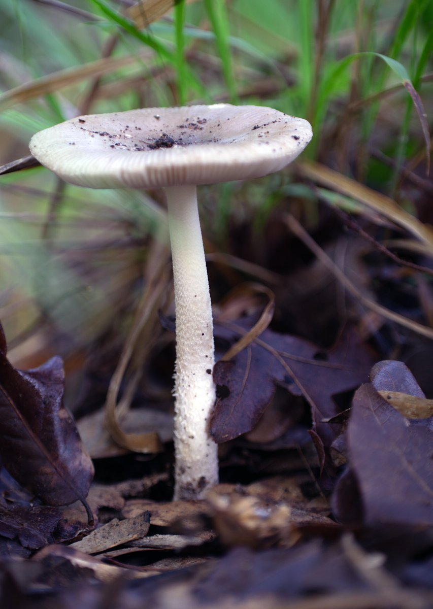 Oli Bedsole tweet media