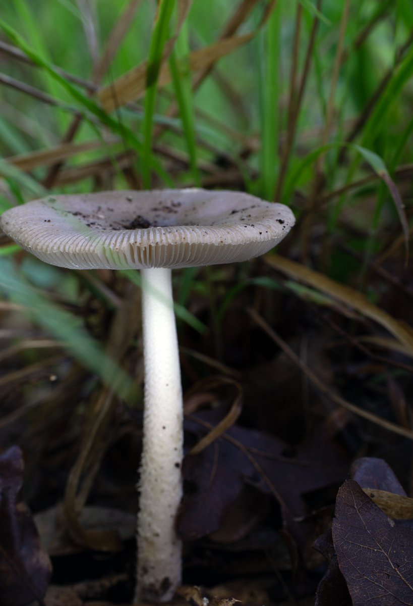 Oli Bedsole tweet media