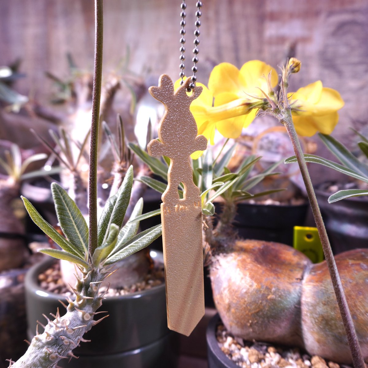 よっしー (@yoshi8_tropical) / X