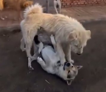 Hizo arrodillarse al Diablo Negro solo con su presencia, el Pastor Alemán ladra anunciando su llegada, no da ni siquiera un ladrido y detiene el conflicto en completo silencio.

En definitiva, es cine.