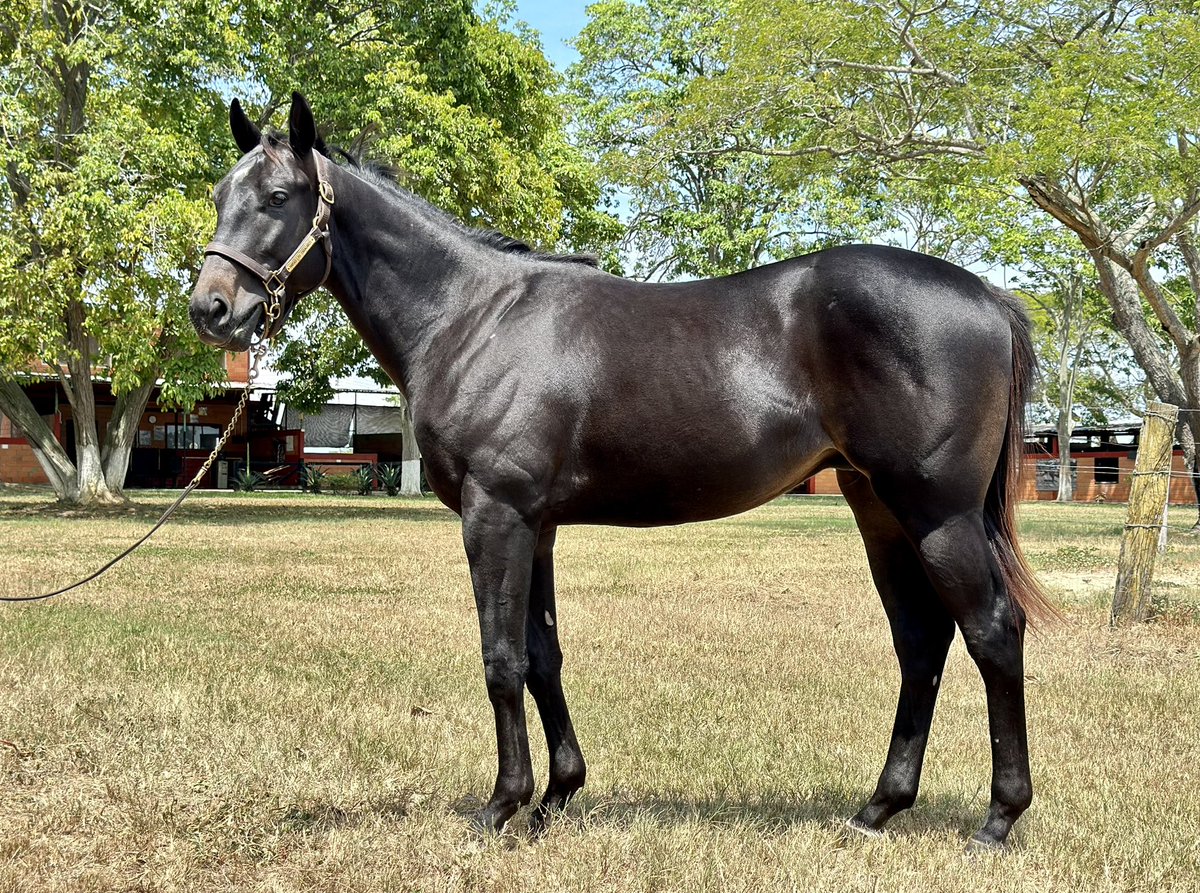 Haras Los Caracaros tweet media