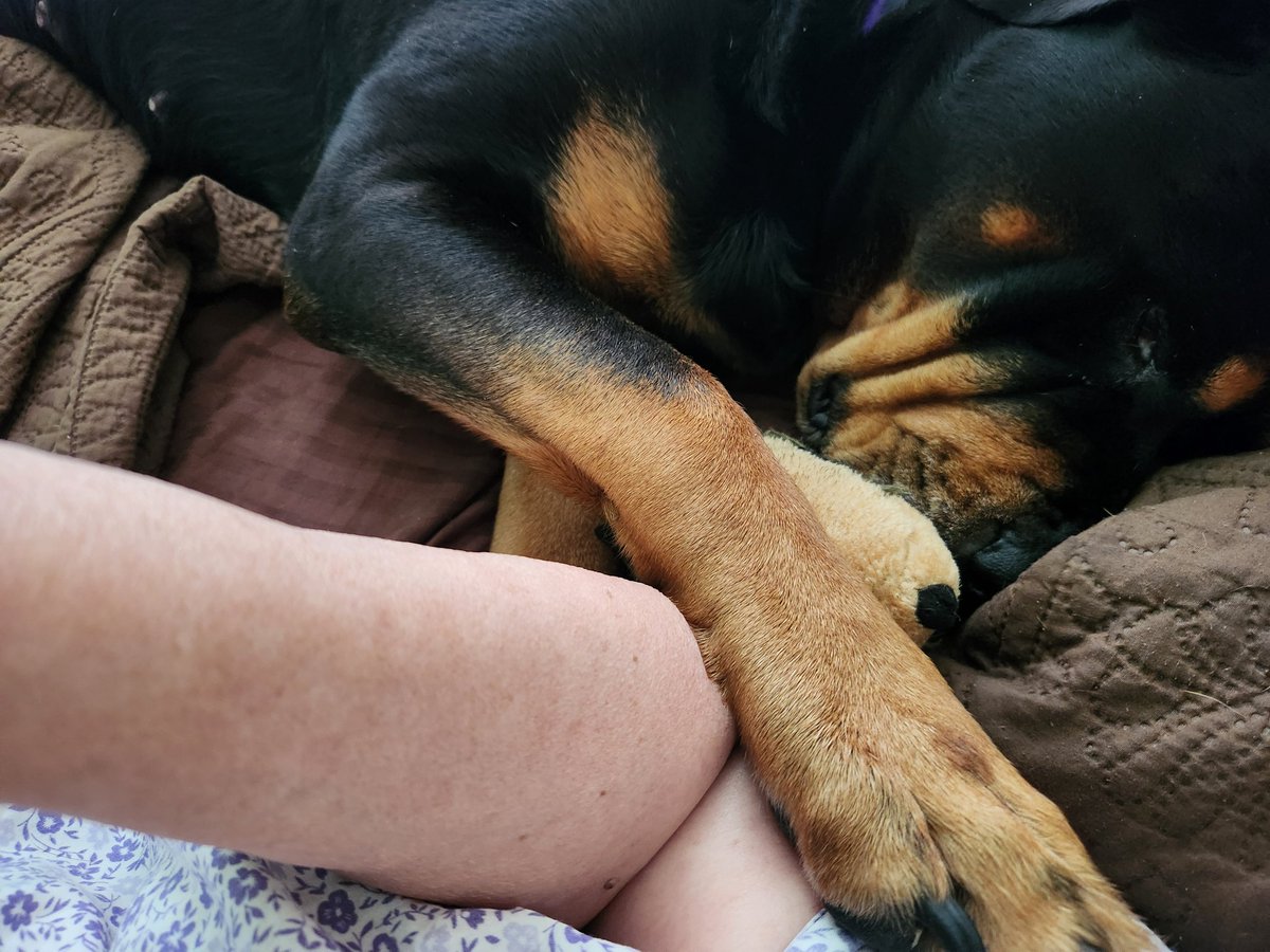 dea4dogs's tweet photo. @TheOvalPawffice sending a pawmise of love and support for your Dad. https://t.co/ZBMmaXQqi9