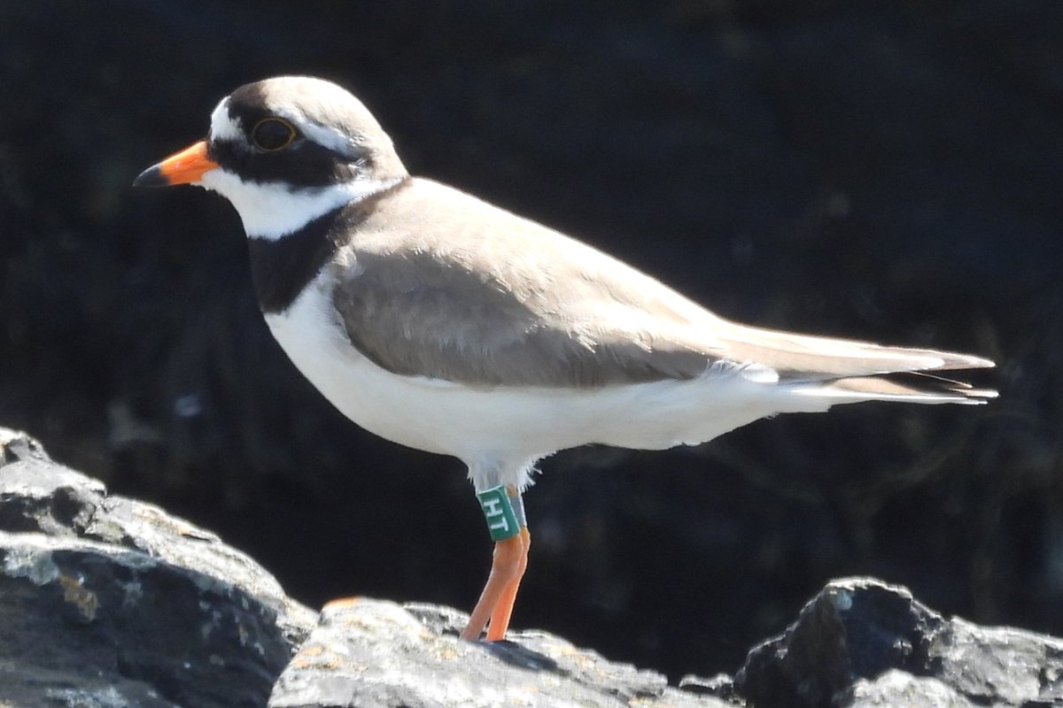 Irelands Eye, Dublin 🇮🇪 Trip to the Island on Sunday ring reading gulls, but also recorded this "Ringed" Ringed Plover. 🤣🤣