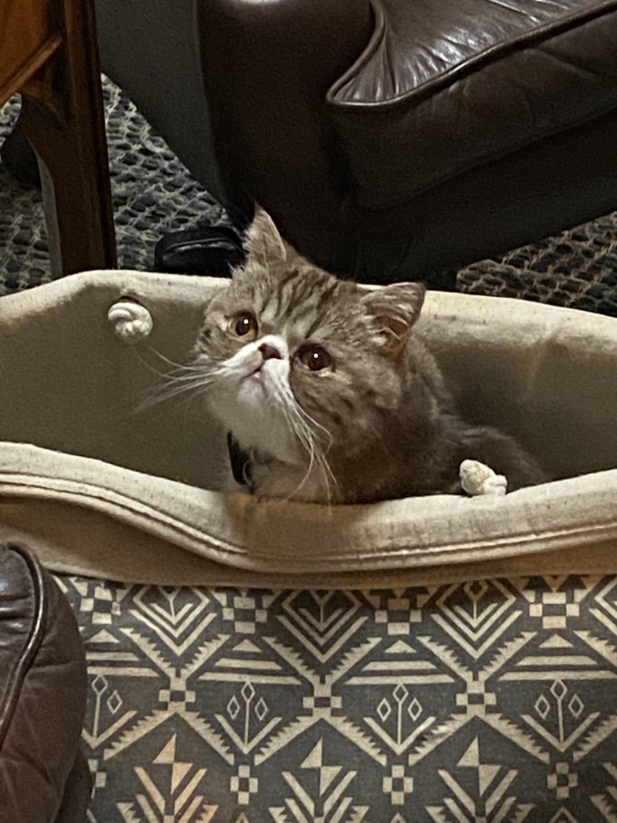 Marcus_H_Author's tweet photo. @AnneLouiseAvery I don’t have a fox of good wishes to send you, we have no foxes in New Zealand, so here is Theo in the washing basket. Your words brought tears to my eyes, but also hope. Trust those fine people around you, doctors and nurses, who will do everything they can. https://t.co/FM0gqc28R5