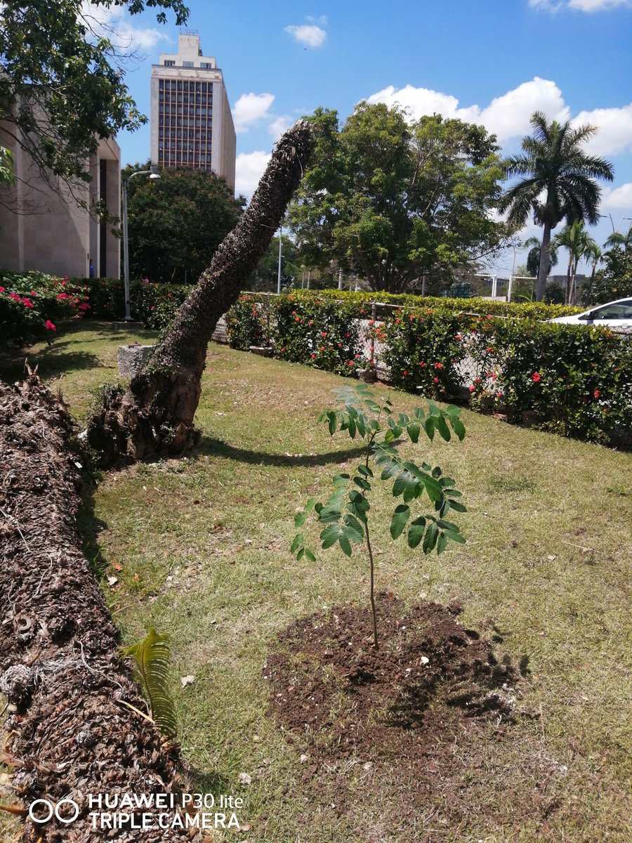 Omar Valiño (@omarvalinocedre) on Twitter photo Un joven árbol de cedro, sembrado hoy por el 130 aniversario de su caída en combate, se suma al honor permanente que le rendimos en la Biblioteca Nacional de Cuba a José Martí.
Desde ahora, será parte de la bienvenida a la institución en el jardín de entrada de la <a href="/BiblioNacCuba/">Biblioteca Nacional de Cuba José Martí</a> Un joven árbol de cedro, sembrado hoy por el 130 aniversario de su caída en combate, se suma al honor permanente que le rendimos en la Biblioteca Nacional de Cuba a José Martí.
Desde ahora, será parte de la bienvenida a la institución en el jardín de entrada de la <a href="/BiblioNacCuba/">Biblioteca Nacional de Cuba José Martí</a>