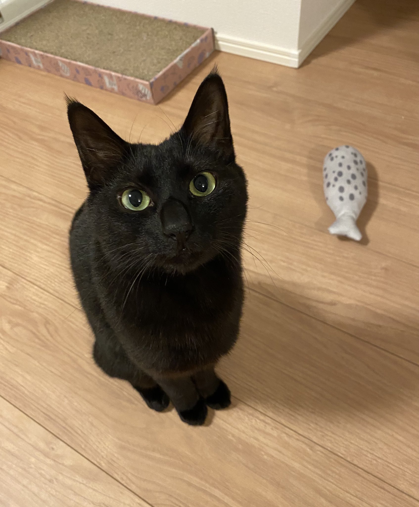 ⭐︎ここちぁ様専用出品⭐︎のびねこ43