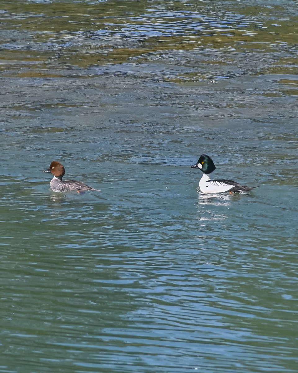 warlockmediawiz's tweet image. 🖼️ Scenes, Riverside. 🦆

Happy #VictoriaDay
&amp;amp;
A very merry
#MayLong Monday
to you!
👑

📍 #BownessPark, #Calgary