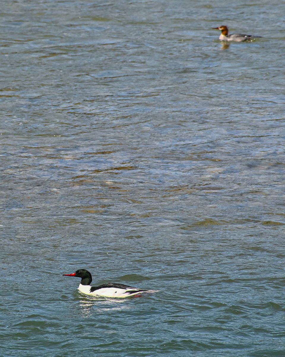 warlockmediawiz's tweet image. 🖼️ Scenes, Riverside. 🦆

Happy #VictoriaDay
&amp;amp;
A very merry
#MayLong Monday
to you!
👑

📍 #BownessPark, #Calgary