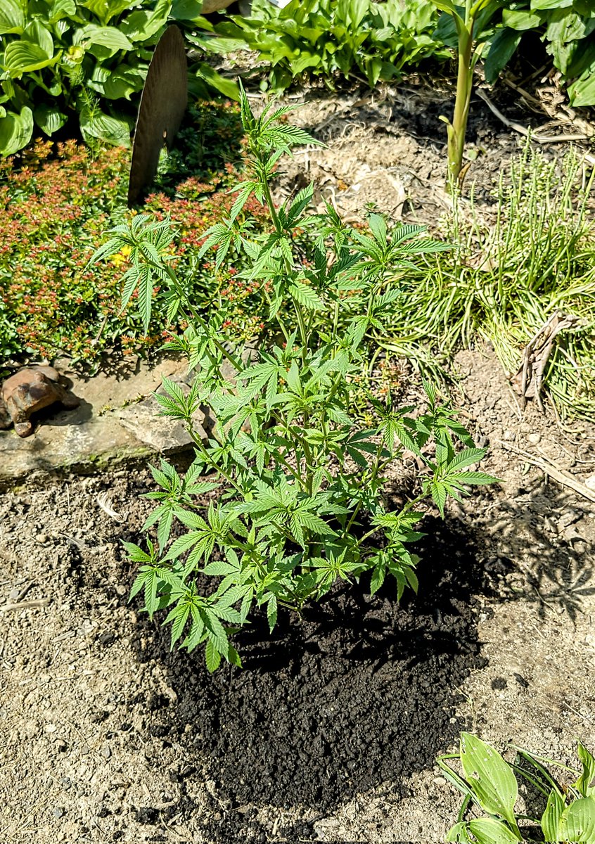 Getting ready to throw down some mulch around the Hostas, Banana Plant &amp; Butterfly Bushes so I thought I'd snap a picture beforehand. I l-ooo-ve this time of the year.
On a side note, there are no weeds in my flower bed but when there are...
#ItsWeed
🫵😉✌️