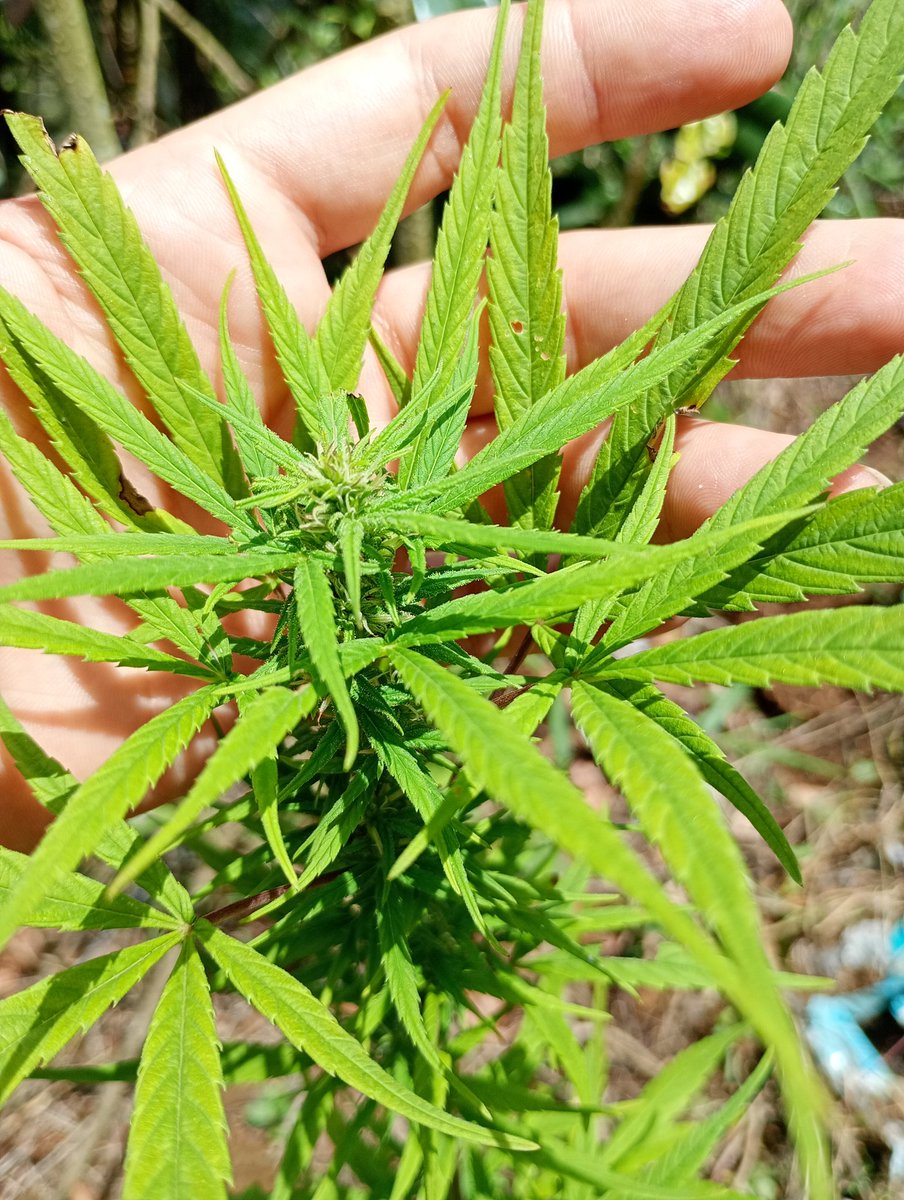 chaturbate.com/love_electra/