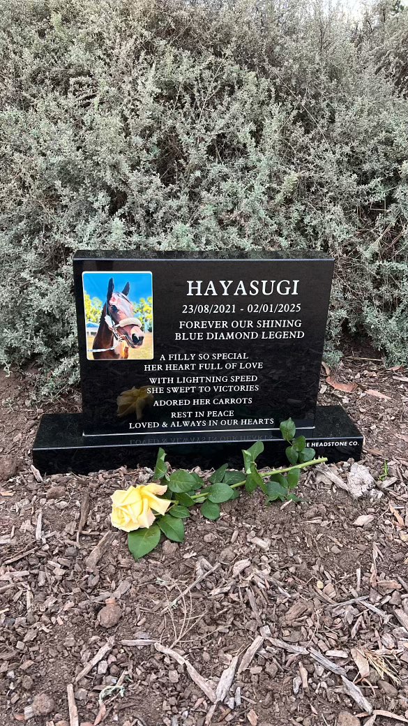LivingLegendsAU's tweet photo. We are truly honoured to give a peaceful resting place for the beautiful Hayasugi. A small, heartfelt ceremony was held as she joined our memorial garden - surrounded by love and legacy.
#hayasugi #livinglegendsau https://t.co/3aI33j0gXp