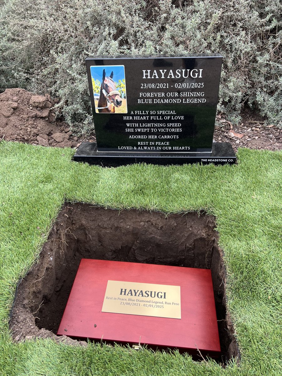 We are truly honoured to give a peaceful resting place for the beautiful Hayasugi. A small, heartfelt ceremony was held as she joined our memorial garden - surrounded by love and legacy.

#hayasugi #livinglegendsau
