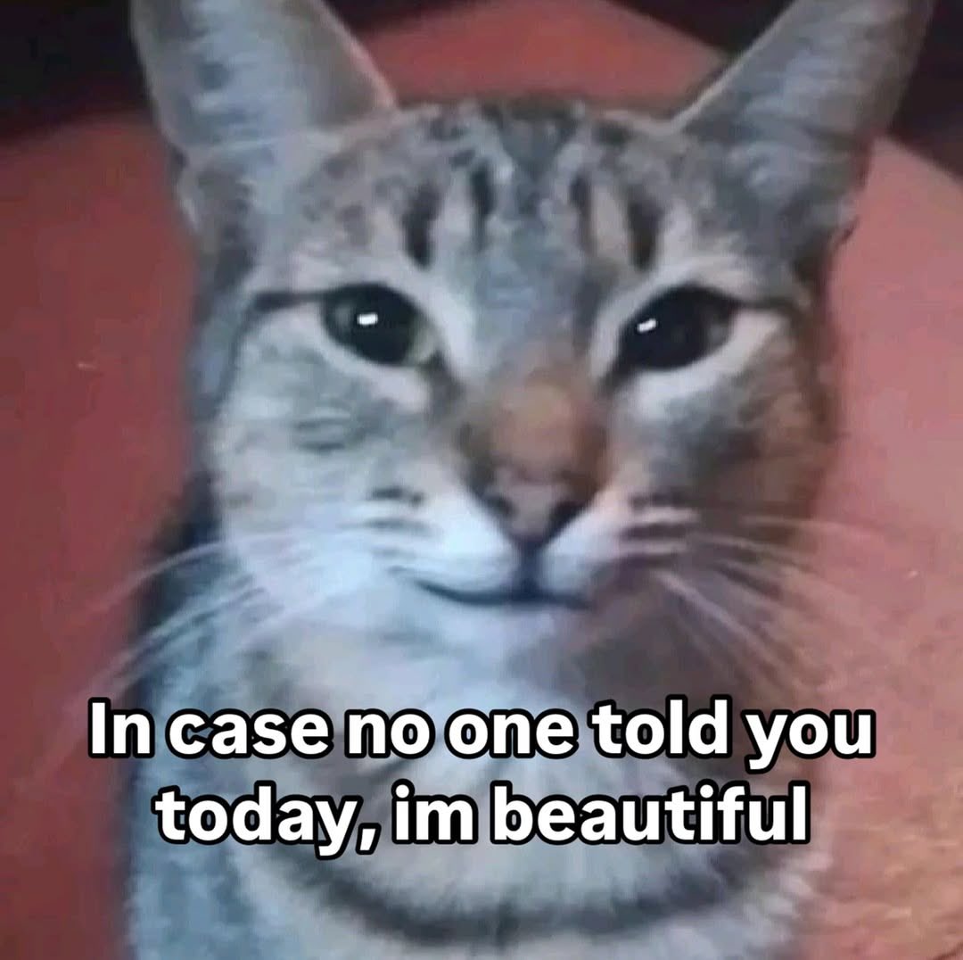 LiterallyMeCats (@literallymecats) on Twitter photo 