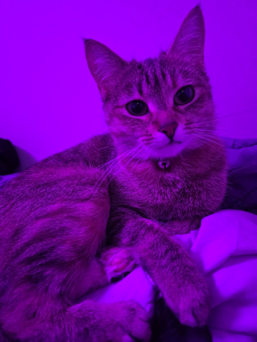 OreoTheRex's tweet image. Look at them beansss