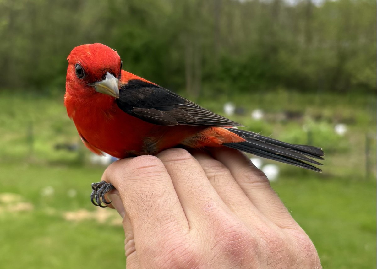 I swear this bird was glowing 🌅

(Scarlet Tanager)