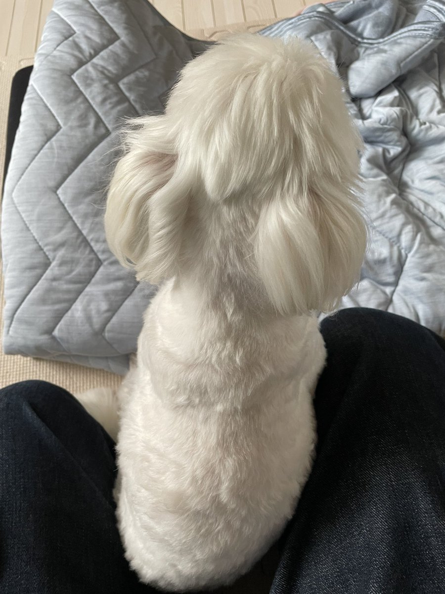 Kou54762677's tweet image. おはようございます
無理せずに何とかなります
悩んでも必ず解決しますからね!
マル〜
一緒に行くー
で いつものこれ💢
で監視 動けない😅