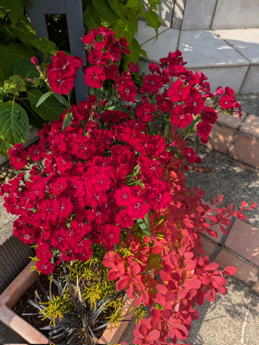赤一色！去年の冬に寄せ植えしたら、今頃本領発揮です🤣🤣🤣