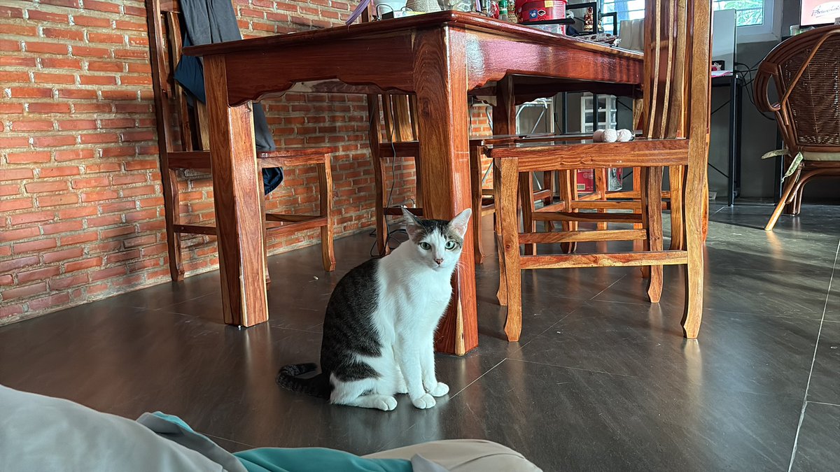 Wookie_democrazy tweet media