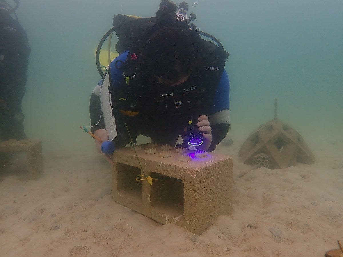 Scripps Institution of Oceanography (@scripps_ocean) on Twitter photo šŖø š£Can healthy reef sounds help baby corals find a home? A new study led by Scripps Oceanography scientists with <a href="/ReefEngineers/">Coral Reef Engineering Lab</a> & the Thode Environmental Acoustics Lab says yes! Tune into the <a href="/acousticsorg/">Acoustical Society of America</a> meeting tomorrow at 9 a.m. PT to learn more! ā¬ļø
live.webcastplatform.com/webcast/regist⦠𪸠š£Can healthy reef sounds help baby corals find a home? A new study led by Scripps Oceanography scientists with <a href="/ReefEngineers/">Coral Reef Engineering Lab</a> & the Thode Environmental Acoustics Lab says yes! Tune into the <a href="/acousticsorg/">Acoustical Society of America</a> meeting tomorrow at 9 a.m. PT to learn more! ā¬ļø
live.webcastplatform.com/webcast/registā¦