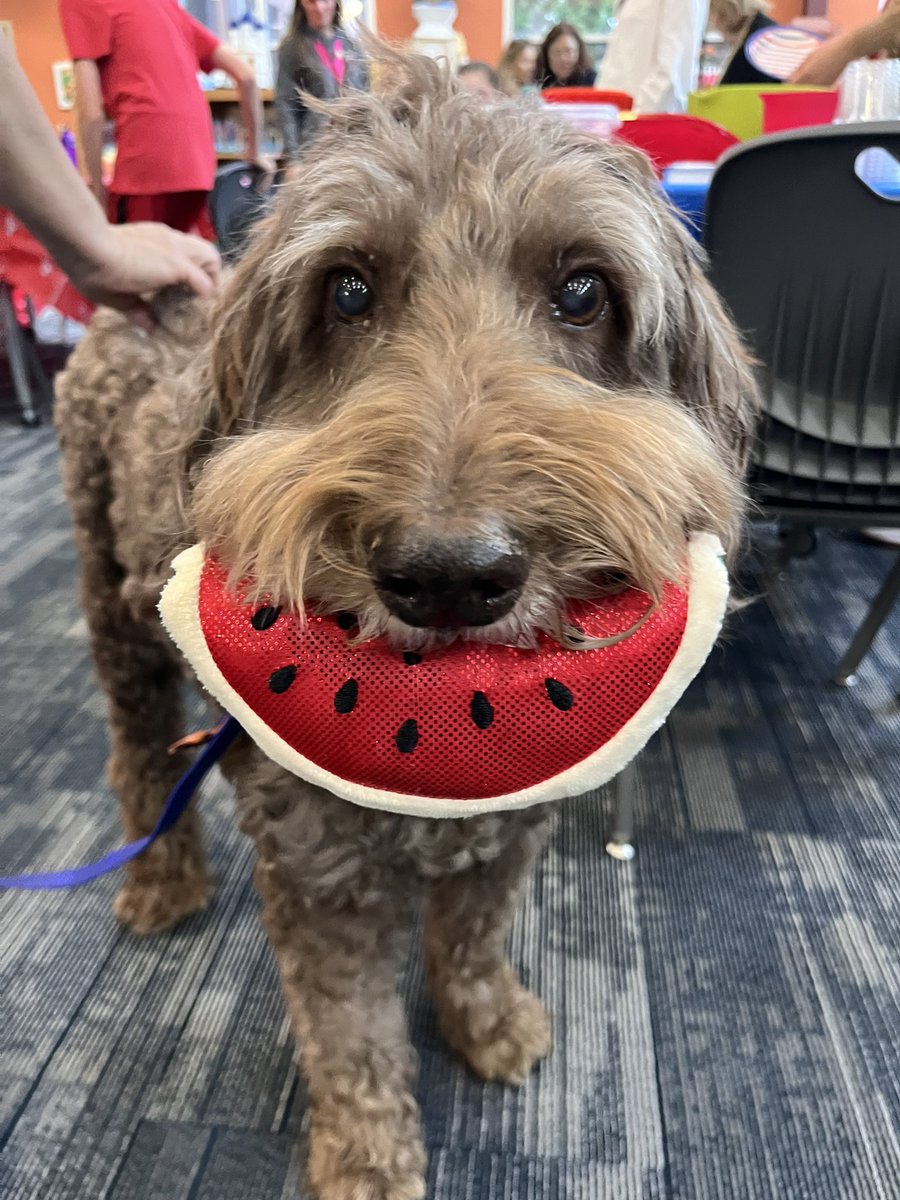 mattwmyers's tweet image. Congratulations to Dwight! Paws for Service: Dwight has made over 300 visits to students in @BoerneISD. Today was his last day on the job. A retirement party was held with watermelon, strawberries and popcorn. Thank you Dwight for your service to students! @BMSS_LIB
