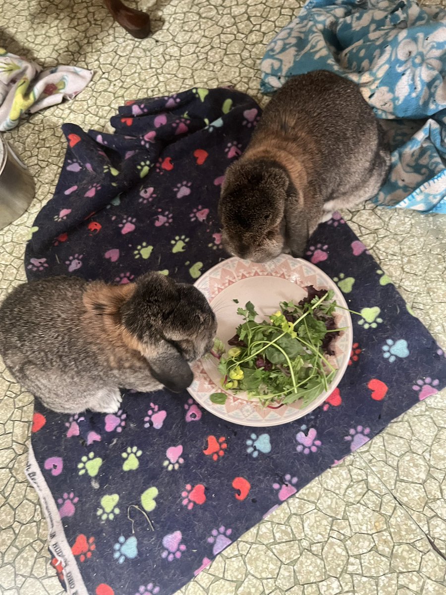 Five Hip Hop Bunnies tweet media