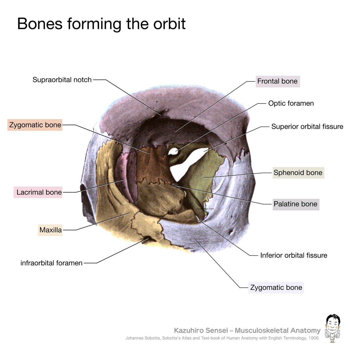 口腔解剖学 黒澤一弘（かずひろ）解剖学IT教育・指圧師・ラダック on X