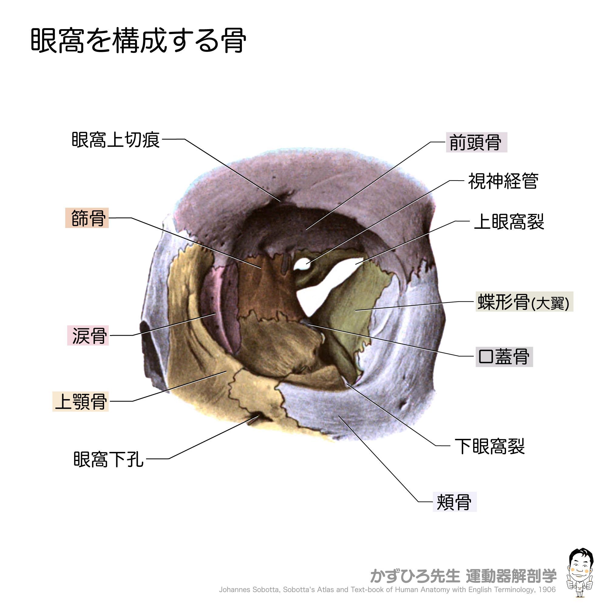 口腔解剖学 黒澤一弘（かずひろ）解剖学IT教育・指圧師・ラダック on X