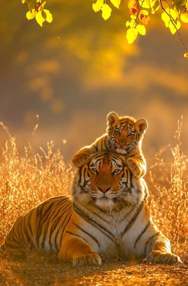 vivaneil (@vivaneil1234) on Twitter photo 