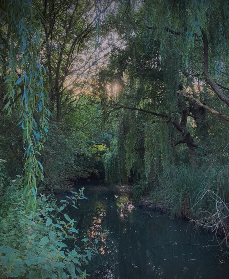 regencyspirit's tweet photo. Willow in the dark https://t.co/83mCQWgmjr