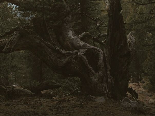 regencyspirit's tweet photo. Willow in the dark https://t.co/83mCQWgmjr