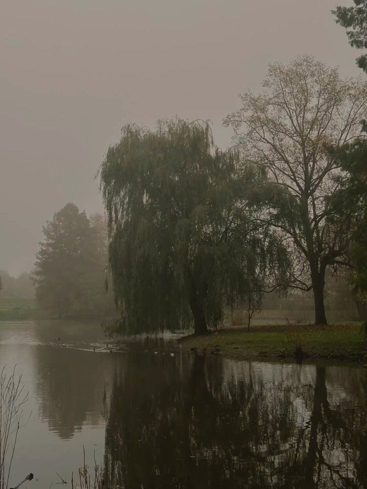 regencyspirit's tweet photo. Willow in the dark https://t.co/83mCQWgmjr
