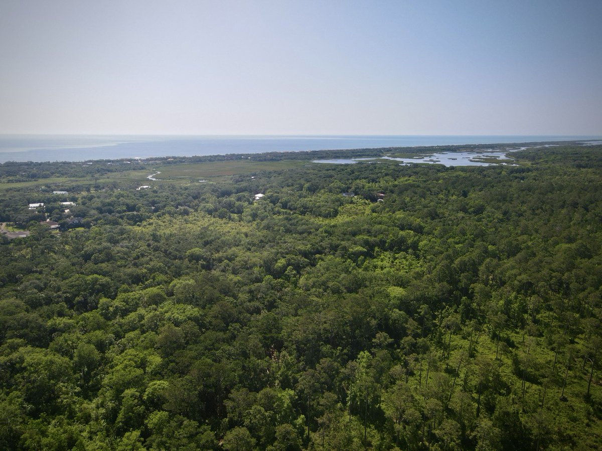 Max Chesnes (@maxchesnes) on Twitter photo The group behind the controversial plan to swap away 600 acres of Florida conservation land in St. Johns County is withdrawing its proposal, <a href="/FLDEPNews/">Florida DEP News</a> tells us
Here’s what we saw when we visited on Friday 👇
tampabay.com/news/environme… The group behind the controversial plan to swap away 600 acres of Florida conservation land in St. Johns County is withdrawing its proposal, <a href="/FLDEPNews/">Florida DEP News</a> tells us
Here’s what we saw when we visited on Friday 👇
tampabay.com/news/environme…