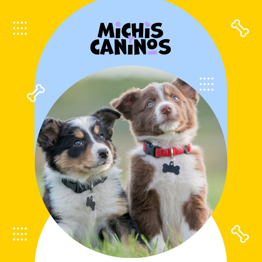 🐾🐱 El gato doméstico no necesita órdenes, solo espacio y respeto. 👉 michisycaninos.com