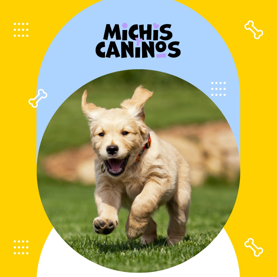 😺🧠 Es capaz de reconocer tu estado de ánimo, aunque no siempre actúe. 👉 michisycaninos.com